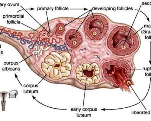 南京鼓楼医院供卵试管费用揭秘：代怀代生助孕双胞胎指南
