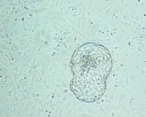 南京助孕男孩：2026年南京优选供卵机构推荐与备孕知识