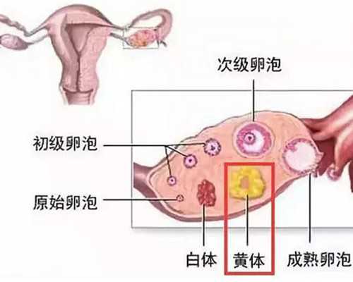 南京代生公司,同性恋“生”三胞胎 美国试管专家解析：早已不是难题_南京供卵